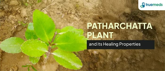 Patharchatta Plant: Nutrition, Healing Properties, Health Benefits, and Side Effects